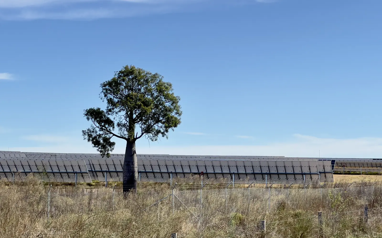 Australien: Batteriespeicher verdrängen Gas aus der Abendspitze – Australien: Solarstrom als Grundlage für die wachsende Batteriespeicherung Australischer Solarpark in Queensland mit einem einzelnen Baum vor langen Reihen von Photovoltaikmodulen